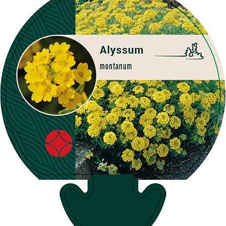 Alyssum montanum Pot 9 cm