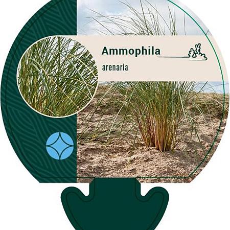 Ammophila arenaria Pot 9 cm