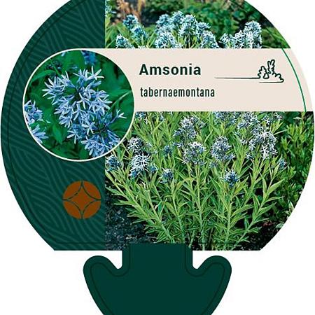 Amsonia tabernaemontana Pot 9 cm