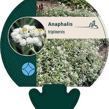 Anaphalis triplinervis Pot 9 cm