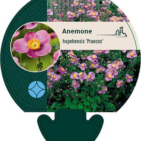 Anemone h. 'Praecox' Pot 9 cm