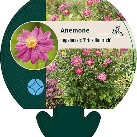 Anemone h. 'Prinz Heinrich' Pot 9 cm