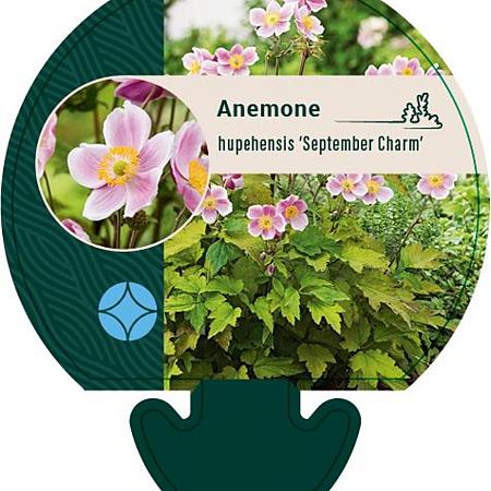Anemone h. 'September Charm' Pot 9 cm