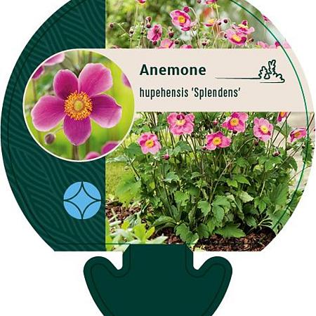 Anemone h. 'Splendens' Pot 9 cm