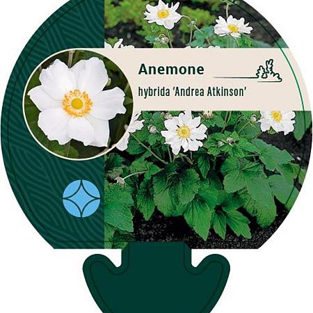 Anemone hyb. 'Andrea Atkinson' Pot 9 cm