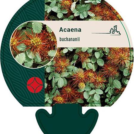 Acaena buchananii Pot 9 cm