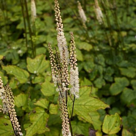 Actaea simp. 'Atropurpurea' Pot 9 cm
