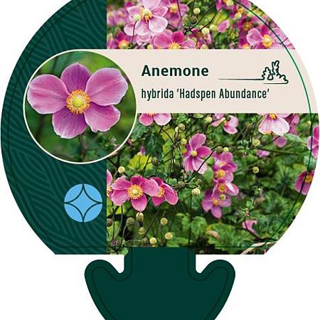 Anemone hyb. 'Hadspen Abundance' Pot 9 cm