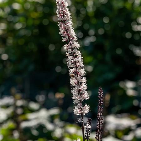 Actaea simp. 'Brunette' Pot 9 cm