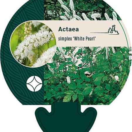 Actaea simp. 'White Pearl' Pot 9 cm