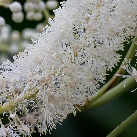Actaea simp. 'White Pearl' Pot 9 cm