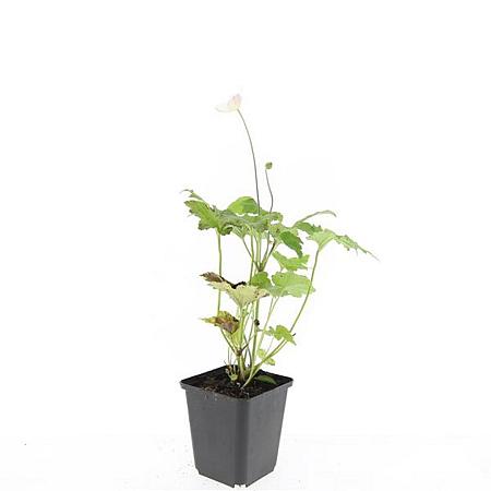 Anemone hyb. 'Honorine Jobert' Pot 9 cm