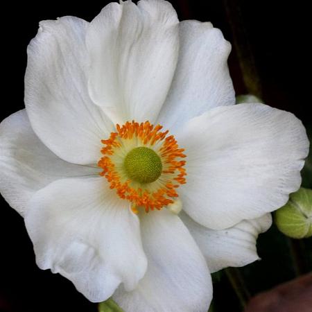 Anemone hyb. 'Honorine Jobert' Pot 9 cm