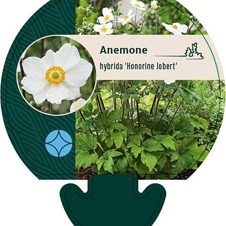 Anemone hyb. 'Honorine Jobert' Pot 9 cm