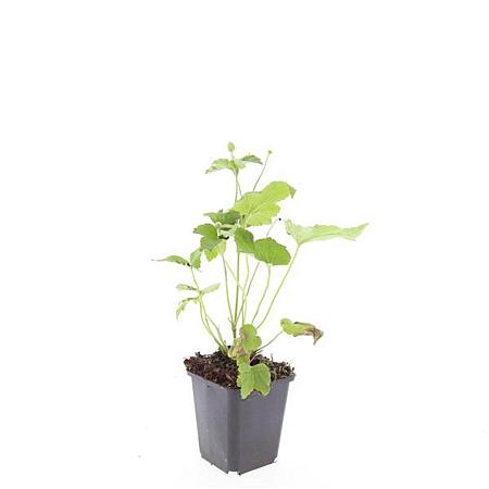 Anemone hyb. 'Honorine Jobert' Pot 9 cm