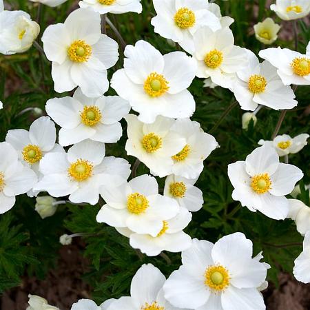 Anemone hyb. 'Honorine Jobert' Pot 9 cm