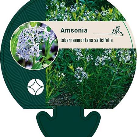 Amsonia tabernaemontana salicifolia Pot 9 cm