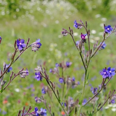 Anchusa azurea 'Loddon Royalist' Pot 9 cm