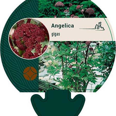 Angelica gigas Pot 9 cm