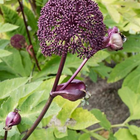 Angelica gigas Pot 9 cm