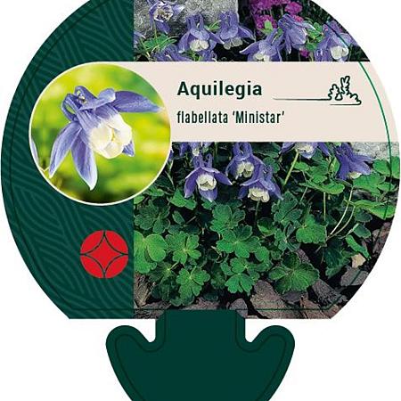 Aquilegia f. 'Ministar' Pot 9 cm