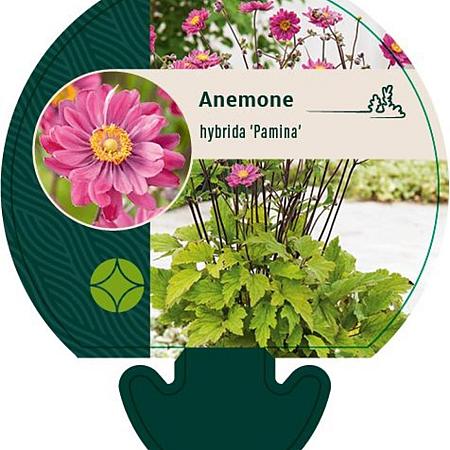 Anemone hyb. 'Pamina' Pot 9 cm