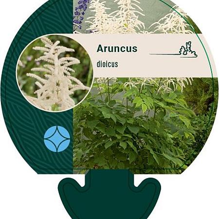 Aruncus dioicus Pot 9 cm