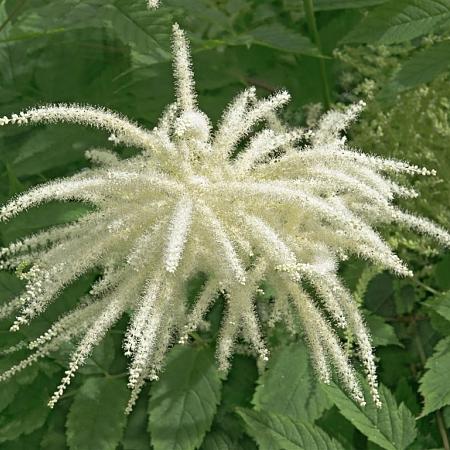 Aruncus dioicus Pot 9 cm