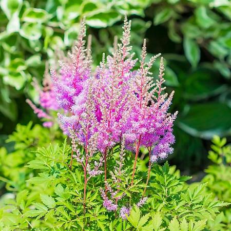 Astilbe (A) 'Amethyst' Pot 9 cm