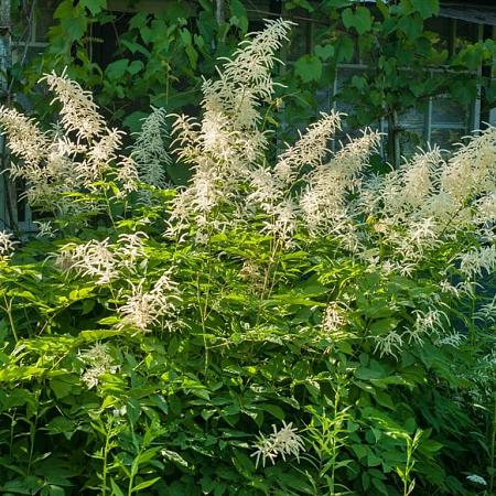 Astilbe (J) 'Deutschland' Pot 9 cm
