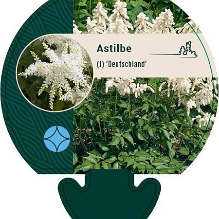 Astilbe (J) 'Deutschland' Pot 9 cm