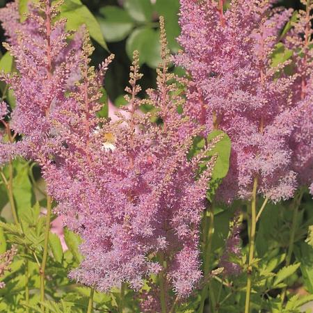 Astilbe (A) 'Erika' Pot 9 cm