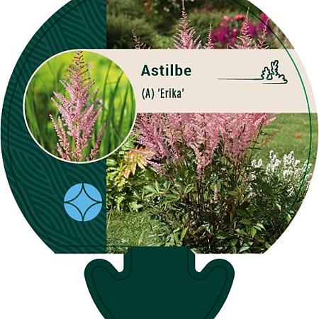 Astilbe (A) 'Erika' Pot 9 cm