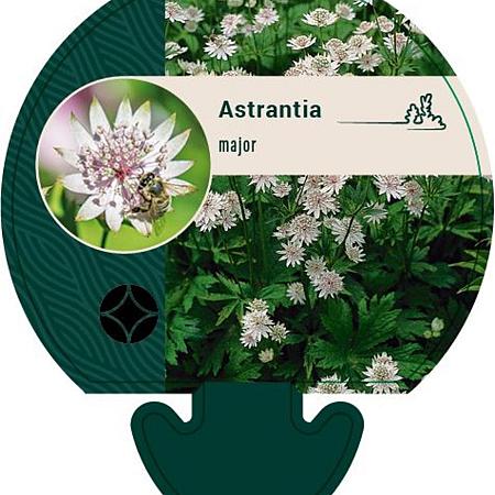 Astrantia major Pot 9 cm