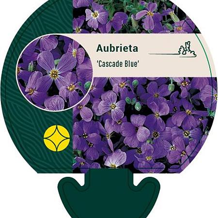 Aubrieta 'Cascade Blue' Pot 9 cm