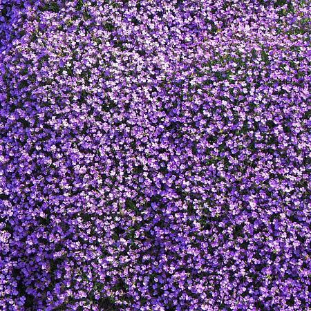 Aubrieta 'Cascade Blue' Pot 9 cm