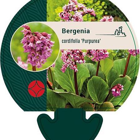 Bergenia cordifolia 'Purpurea' Pot 9 cm
