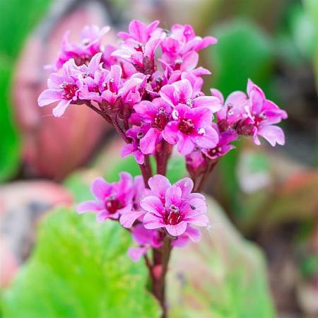 Bergenia cordifolia 'Purpurea' Pot 9 cm