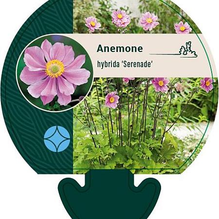 Anemone hyb. 'Serenade' Pot 9 cm