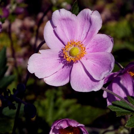 Anemone hyb. 'Serenade' Pot 9 cm