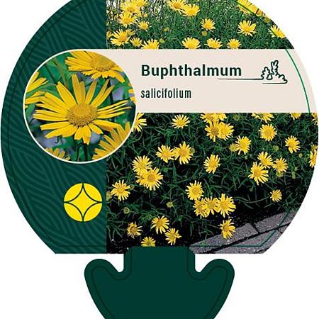 Buphthalmum salicifolium Pot 9 cm