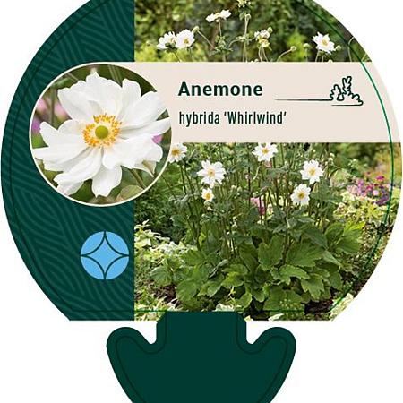 Anemone hyb. 'Whirlwind' Pot 9 cm