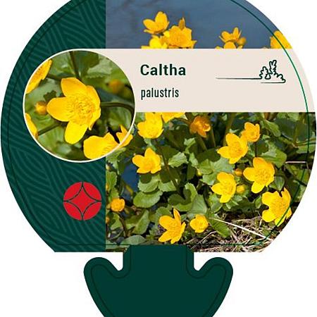 Caltha palustris Pot 9 cm