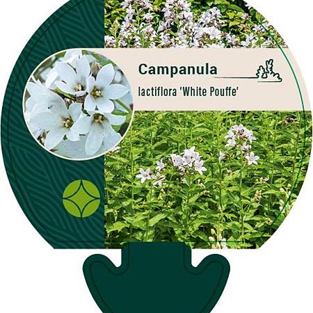 Campanula lact. 'White Pouffe' Pot 9 cm