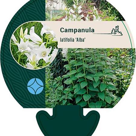 Campanula latifolia 'Alba' Pot 9 cm