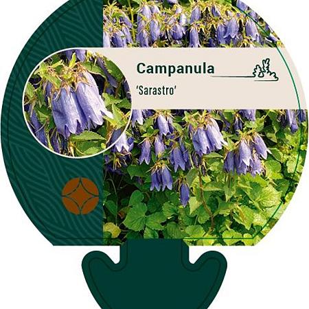 Campanula 'Sarastro' Pot 9 cm