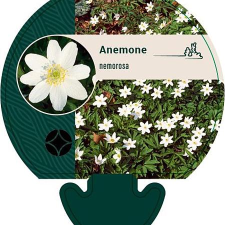 Anemone nemorosa Pot 9 cm