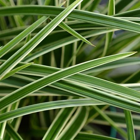 Carex morrowii 'Ice Dance' Pot 9 cm