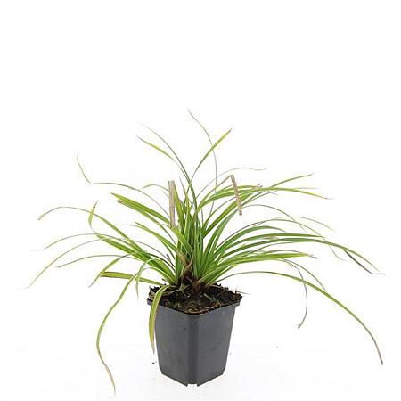 Carex morrowii 'Ice Dance' Pot 9 cm
