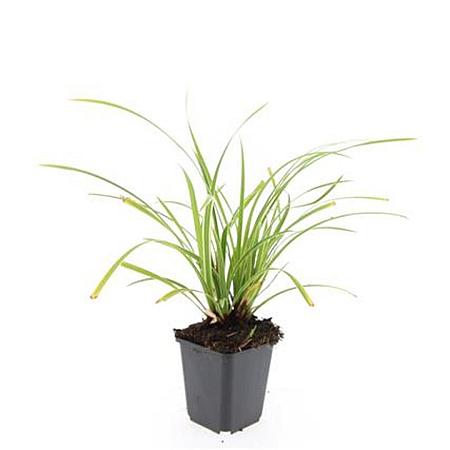 Carex morrowii 'Ice Dance' Pot 9 cm